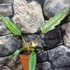Kép 2/6 - Philodendron choco empress