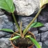 Kép 3/6 - Philodendron choco empress