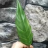 Kép 5/6 - Philodendron choco empress
