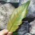 Kép 6/6 - Philodendron choco empress