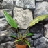 Kép 4/6 - Philodendron choco empress