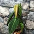 Kép 2/12 - Philodendron melanochrysum