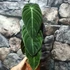 Kép 3/12 - Philodendron melanochrysum