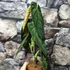 Kép 4/12 - Philodendron melanochrysum