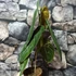 Kép 6/12 - Philodendron melanochrysum
