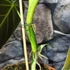 Kép 8/8 - Philodendron melanochrysum