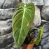 Kép 3/8 - Philodendron melanochrysum
