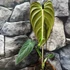 Kép 5/8 - Philodendron melanochrysum