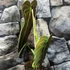 Kép 6/8 - Philodendron melanochrysum