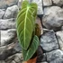 Kép 2/8 - Philodendron melanochrysum