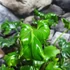 Kép 3/9 - Philodendron 'Atlantis'
