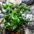 Kép 2/9 - Philodendron 'Atlantis'