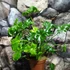Kép 9/9 - Philodendron 'Atlantis'