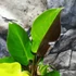 Kép 7/22 - Philodendron 'Yellow Flame'