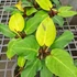 Kép 13/22 - Philodendron 'Yellow Flame'
