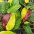 Kép 20/22 - Philodendron 'Yellow Flame'