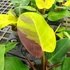 Kép 21/22 - Philodendron 'Yellow Flame'