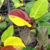 Kép 14/22 - Philodendron 'Yellow Flame'