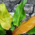 Kép 2/13 - Philodendron Orange Marmalade