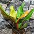 Kép 13/13 - Philodendron Orange Marmalade