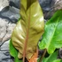 Kép 4/13 - Philodendron Orange Marmalade