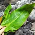 Kép 5/13 - Philodendron Orange Marmalade