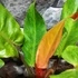 Kép 6/13 - Philodendron Orange Marmalade