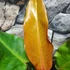Kép 7/13 - Philodendron Orange Marmalade