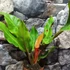 Kép 8/13 - Philodendron Orange Marmalade
