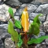 Kép 10/13 - Philodendron Orange Marmalade