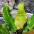Kép 11/13 - Philodendron Orange Marmalade