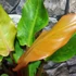 Kép 12/13 - Philodendron Orange Marmalade