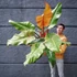 Kép 1/13 - Philodendron Orange Marmalade