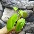 Kép 2/8 - Philodendron 'Jose Buono'