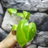 Kép 3/8 - Philodendron 'Jose Buono'