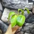 Kép 4/8 - Philodendron 'Jose Buono'