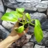 Kép 5/8 - Philodendron 'Jose Buono'