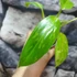 Kép 6/8 - Philodendron 'Jose Buono'