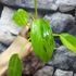 Kép 8/8 - Philodendron 'Jose Buono'