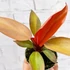 Kép 1/9 - Philodendron 'Red Sun' esztétikai hibás