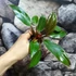 Kép 9/9 - Philodendron 'Red Sun' esztétikai hibás