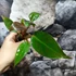 Kép 3/9 - Philodendron 'Red Sun' esztétikai hibás