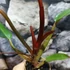 Kép 4/9 - Philodendron 'Red Sun' esztétikai hibás