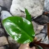 Kép 5/9 - Philodendron 'Red Sun' esztétikai hibás
