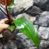 Kép 6/9 - Philodendron 'Red Sun' esztétikai hibás