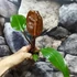 Kép 7/9 - Philodendron 'Red Sun' esztétikai hibás