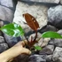 Kép 8/9 - Philodendron 'Red Sun' esztétikai hibás