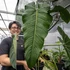 Kép 1/6 - Philodendron dolichogynium