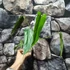 Kép 5/6 - Philodendron dolichogynium