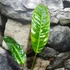 Kép 12/12 - Philodendron patriciae
